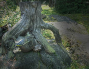 Dads Stump